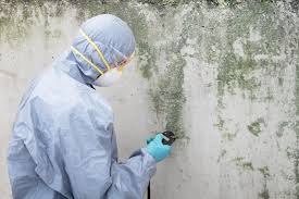 Why You Should Choose Our Mold Remediation Services in Vadnais Heights, MN